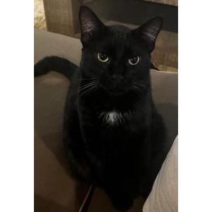Lost Cat Malcolm