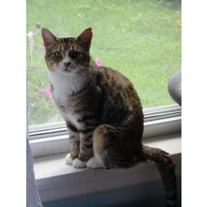 Lost Cat Socks
