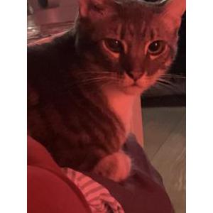 Lost Cat Milo
