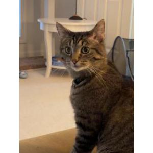 Lost Cat Pierre