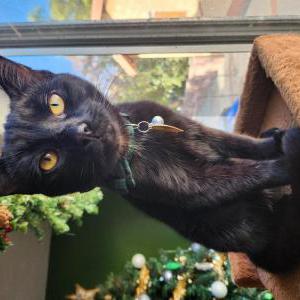 Lost Cat Xochitl