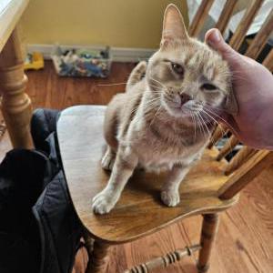 Lost Cat Ginger