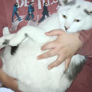 Lost Cat Apollo