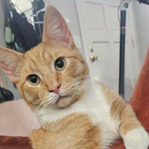Lost Cat Riot