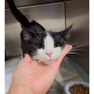 Found Cat Unknown