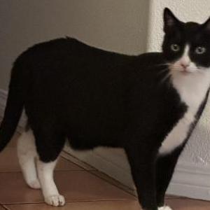 Lost Cat Beans