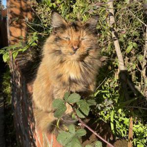 Lost Cat Elena “Baby”