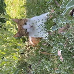 Lost Cat Poppy