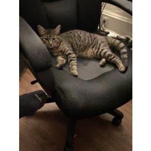 Lost Cat Simba