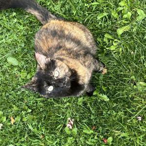 Lost Cat Maggie