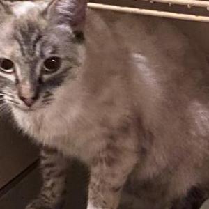 Image of Lola, Lost Cat