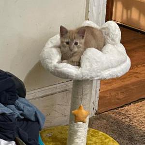 Lost Cat Muffin