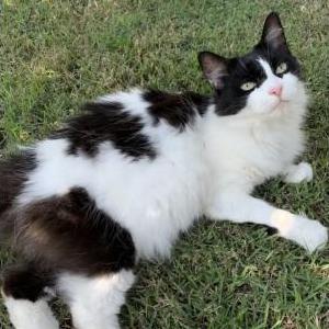 Lost Cat Kitty
