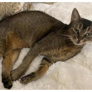 Lost Cat Napa