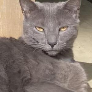 Lost Cat Gigi