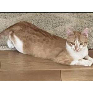 Lost Cat Stinky