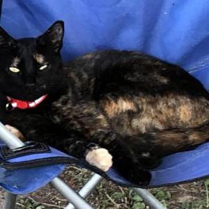 Lost Cat Abigale