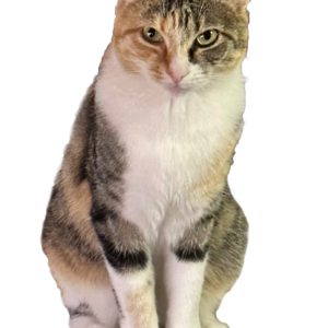 Lost Cat Dinah Lou