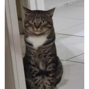 Lost Cat Fernandito