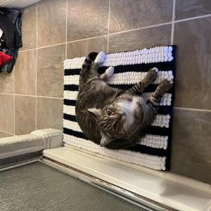 Lost Cat Coco