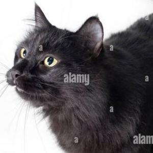 Lost Cat Starry