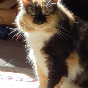 Lost Cat Angel