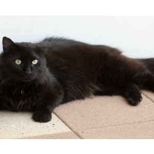 Lost Cat Orange Cupcake