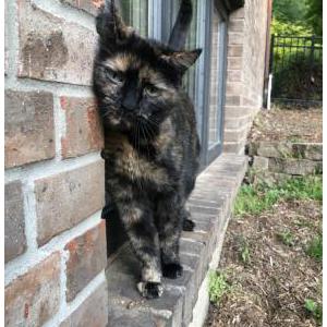 Lost Cat Gracie