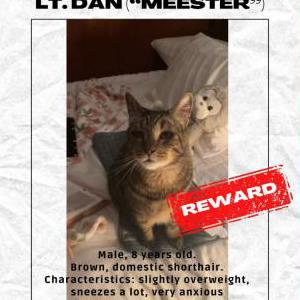 Lost Cat Lieutenant Dan