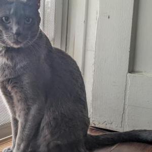 Lost Cat Austin