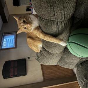 Lost Cat Garfield