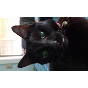 Lost Cat Boo