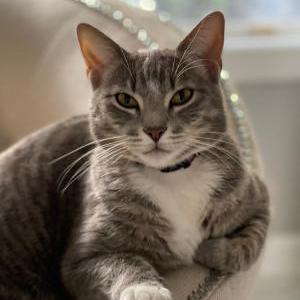 Lost Cat Kitty