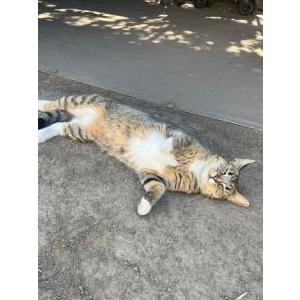 Lost Cat Catrina