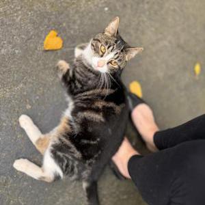 Found Cat Unknown