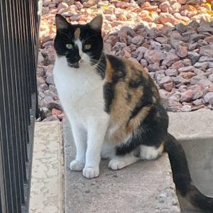Found Cat Unknown