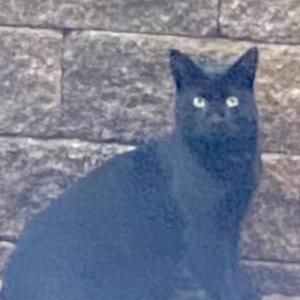 Found Cat Unknown