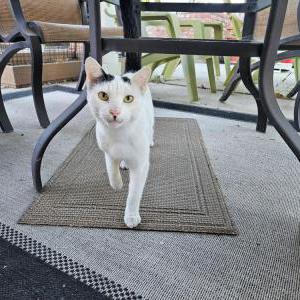 Found Cat unknown