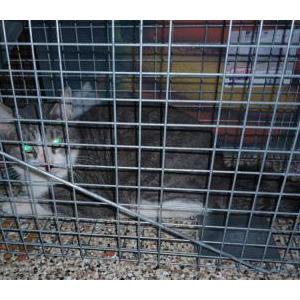 Found Cat Unknown