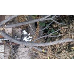 Lost Cat Misifu