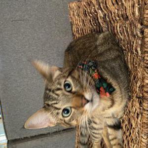 Lost Cat Frank