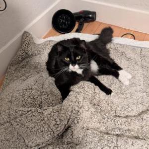Lost Cat Reggie