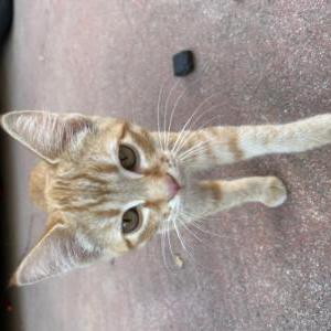 Lost Cat Calico