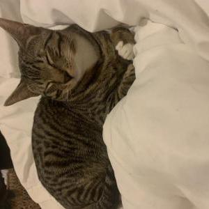 Lost Cat Kiwi