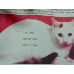 Lost Cat Casper