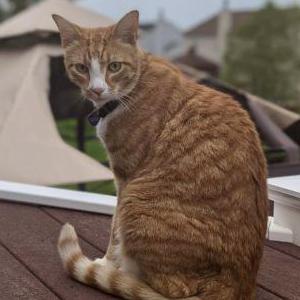 Lost Cat Milo
