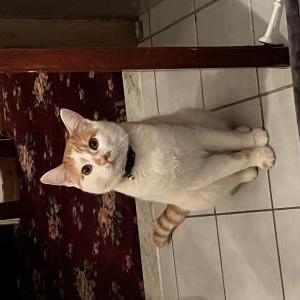 Lost Cat Kit
