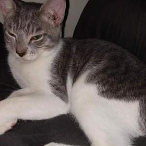 Lost Cat Rocket