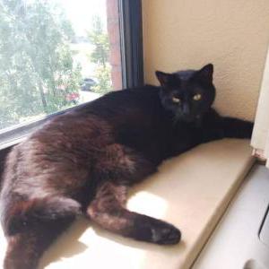 Lost Cat Tribble