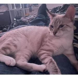 Lost Cat Daniel